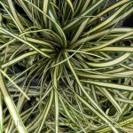 Carex oshimensis 'Evergold'