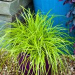 Carex oshimensis 'Everillo'
