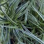 Carex oshimensis 'Feather Falls'