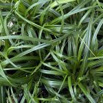 Carex oshimensis 'Ribbon Falls'