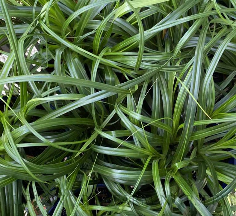 Carex oshimensis 'Ribbon Falls' Urban Tree Farm Nursery