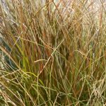 Carex testacea 'Prairie Fire'