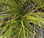 Carex testacea