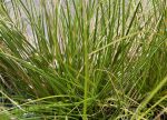Carex testacea - Image 2