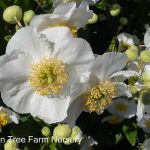 Carpenteria californica