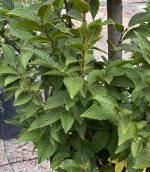 Carpinus betulus 'Lucas'