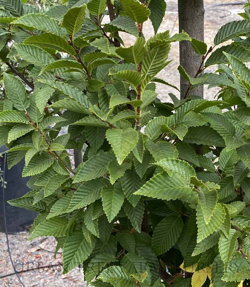 Carpinus-betulus-Lucas-a Carpinus betulus 'Lucas' - Image 1