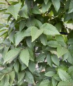 Carpinus betulus 'Lucas' - Image 2