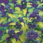 Caryopteris incana 'Sunshine Blue'