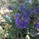 Caryopteris x clandonensis 'Dark Knight'