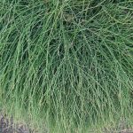 Casuarina glauca 'Cousin It'