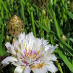 Catananche caerulea