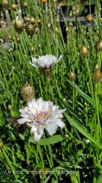 Catananche caerulea - Image 2