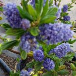 Ceanothus 'Blue Ray'