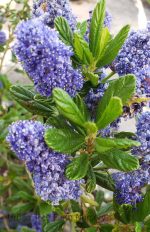 Ceanothus 'Blue Ray' - Image 2