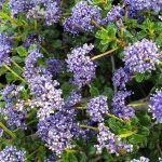 Ceanothus 'Centennial'