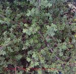 Ceanothus 'Ebbets Field'