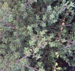 Ceanothus 'Ebbets Field' - Image 3