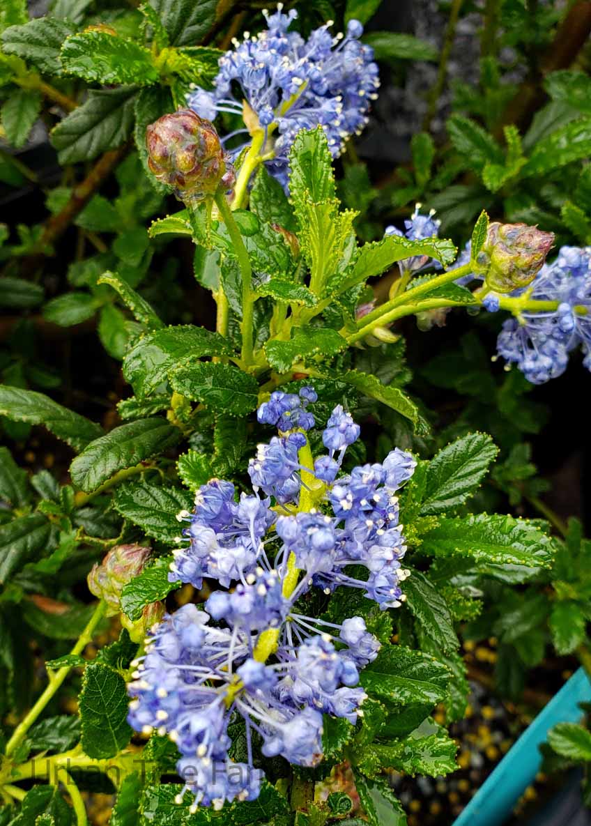 Ceanothus-Joyce-Coulter-a Ceanothus 'Joyce Coulter' - Image 1