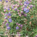 Ceanothus 'Julia Phelps'