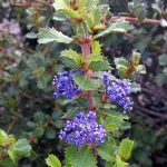 Ceanothus gloriosus exaltatus 'Emily Brown'
