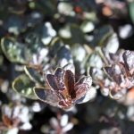 Ceanothus griseus 'Tuxedo' PPAF