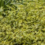 Ceanothus griseus horizontalis 'Diamond Heights'