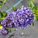 Ceanothus griseus horizontalis 'Kurt Zadnick'