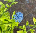 Ceanothus thyrsiflorus 'Born Again'