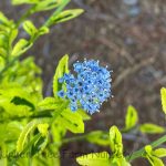 Ceanothus thyrsiflorus 'Born Again'