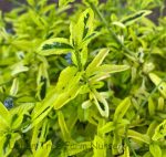 Ceanothus thyrsiflorus 'Born Again' - Image 2