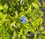 Ceanothus thyrsiflorus 'Born Again' - Image 3