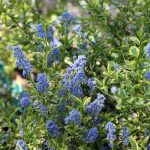 Ceanothus thyrsiflorus 'El Dorado'