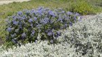 Ceanothus thyrsiflorus 'Frosty Blue'