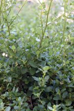 Ceanothus thyrsiflorus 'Frosty Blue' - Image 3