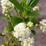 Ceanothus thyrsiflorus 'Snow Flurry'