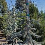 Cedrus atlantica 'Glauca'