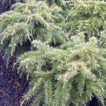 Cedrus deodara 'Snow Sprite'