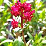 Centranthus ruber 'Coccineus'
