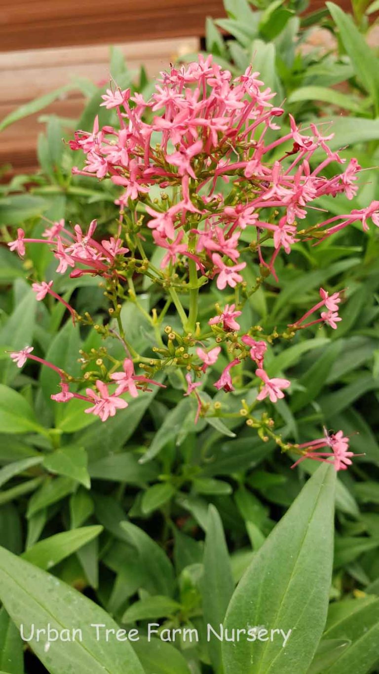 Centranthus ruber 'Rosenrot' | Urban Tree Farm Nursery