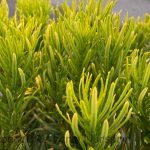 Cephalotaxus harringtonia 'Duke Gardens'