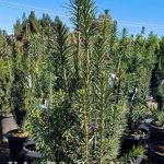 Cephalotaxus harringtonia 'Fastigiata'