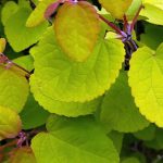 Cercidiphyllum japonicum 'Claim Jumper'