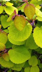 Cercidiphyllum japonicum 'Claim Jumper'
