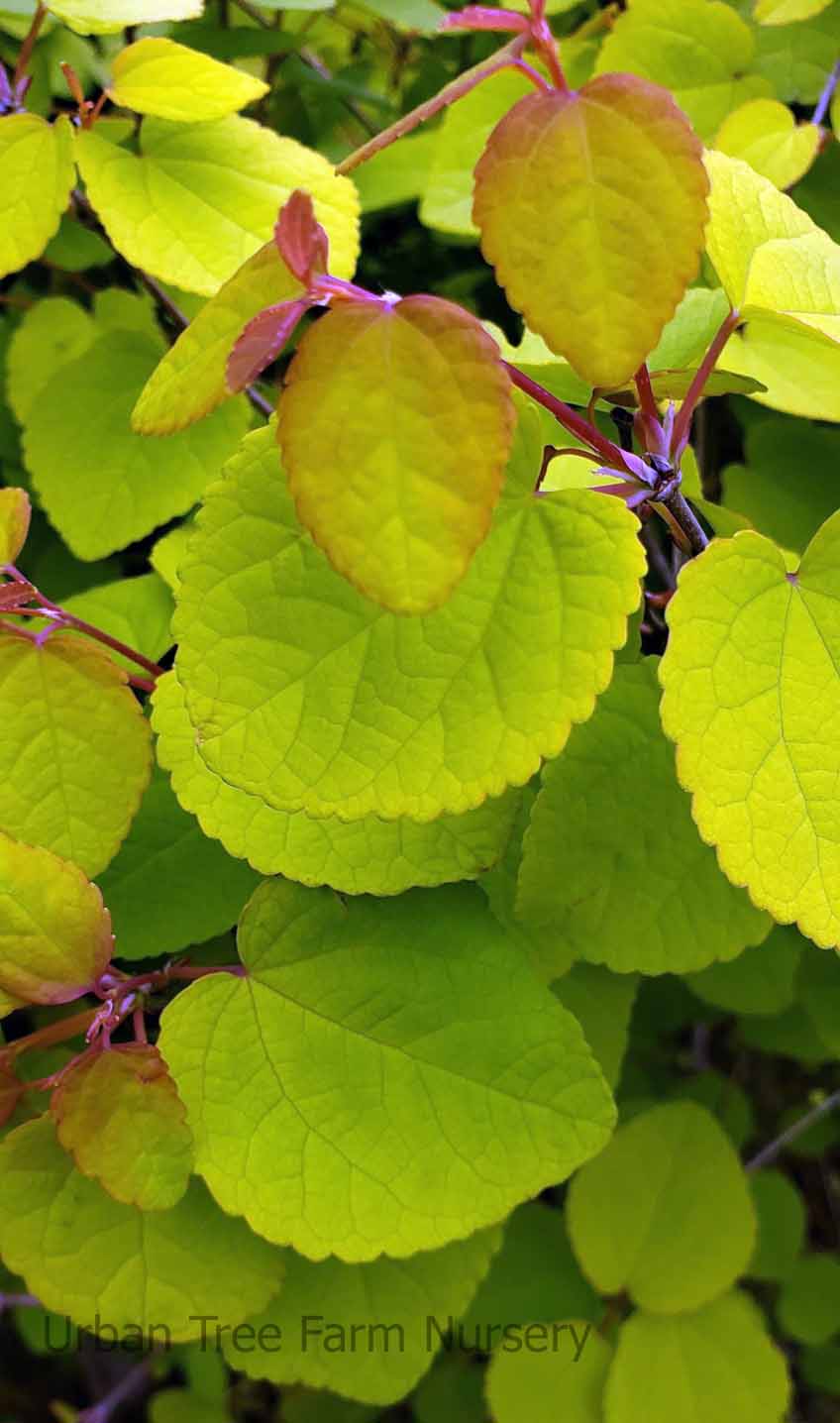 Cercidiphyllum japonicum 'Claim Jumper' Urban Tree Farm Nursery