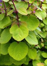 Cercidiphyllum japonicum 'Claim Jumper' - Image 2