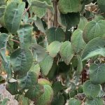 Cercidiphyllum japonicum 'Red Fox'