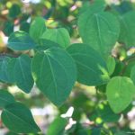 Cercidiphyllum japonicum