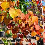 Cercis canadensis 'Flame Thrower'