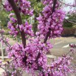 Cercis canadensis 'Forest Pansy'